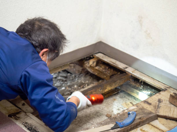 Best Office Mold Removal Services  in Springville, UT