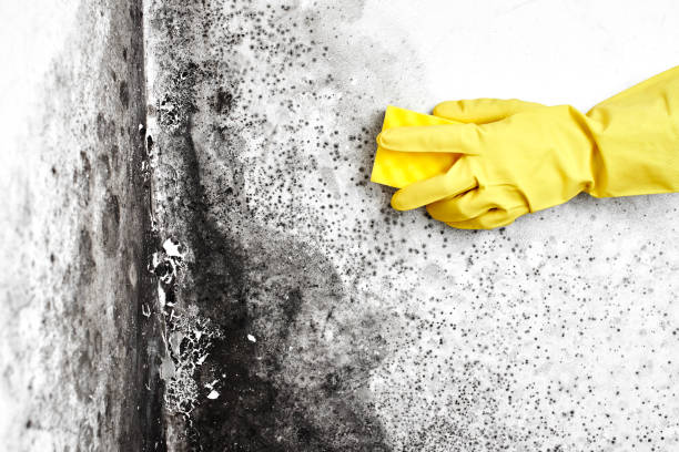 Best Fast Mold Removal  in Springville, UT