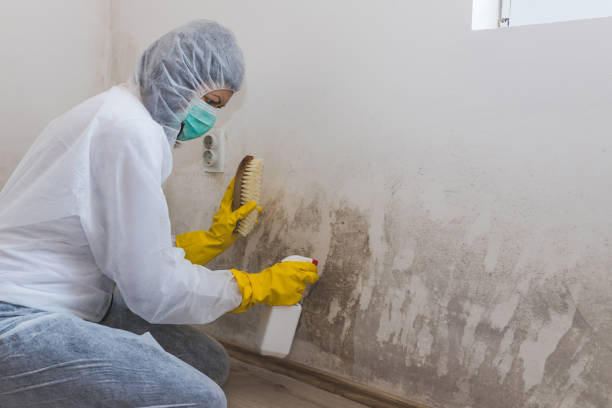 Best Mold Remediation Experts  in Springville, UT
