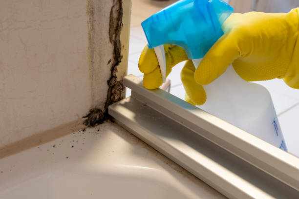 Best Best Mold Removal Companies  in Springville, UT