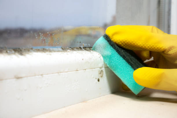 Best Mold Removal Near Me  in Springville, UT