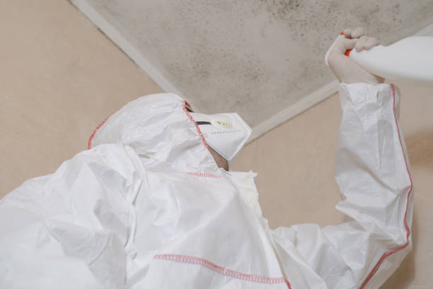 Best Mold Damage Repair  in Springville, UT