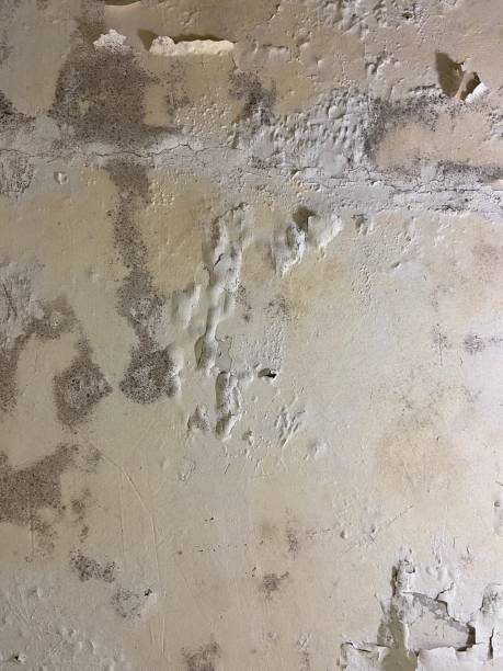 Best Mold Remediation Services  in Springville, UT