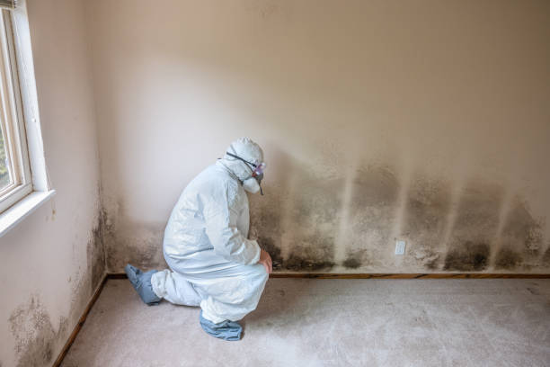 Best Residential Mold Removal  in Springville, UT