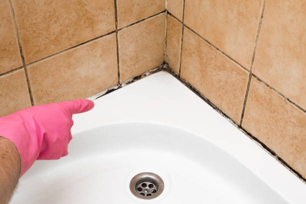 Professional Mold Removal in Springville, UT