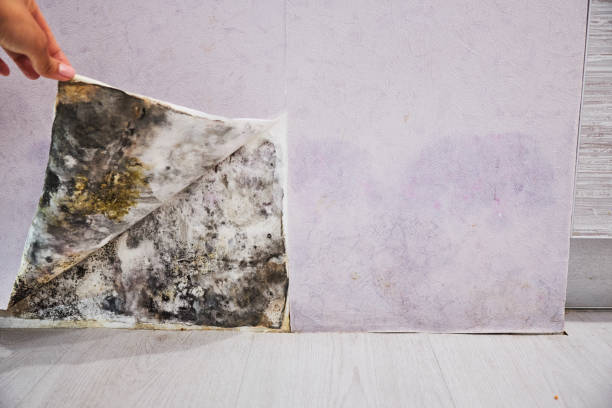 Best Mold Testing  in Springville, UT